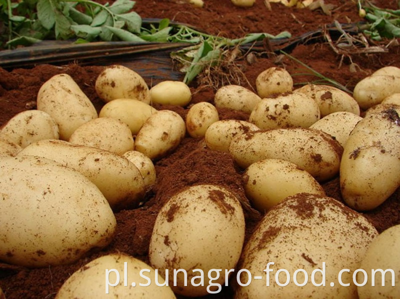 Potatoes Of Good Organic Quality
